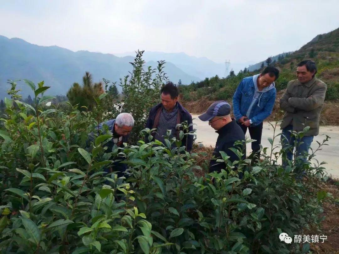 精准一肖预测，揭秘背后的风险与挑战——警惕免费预测背后的犯罪陷阱