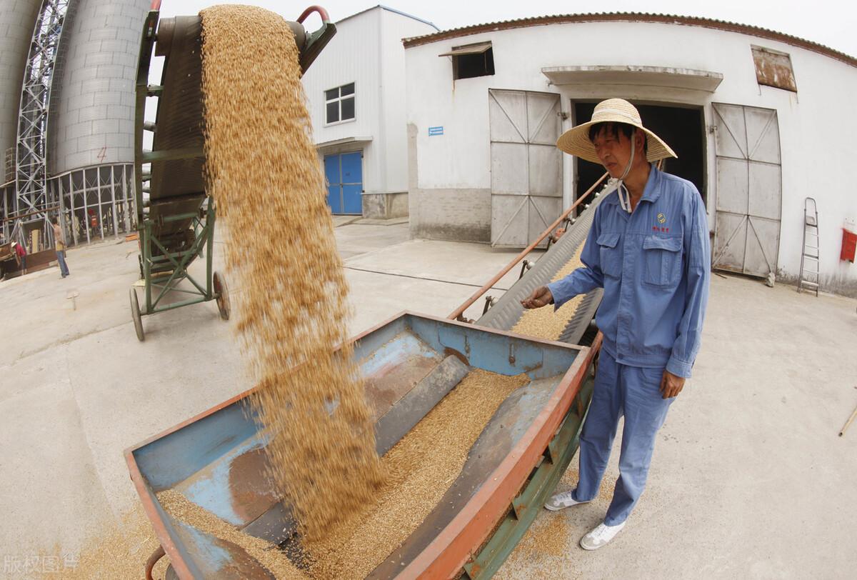 小麦价格最新行情走势图及其影响因素分析