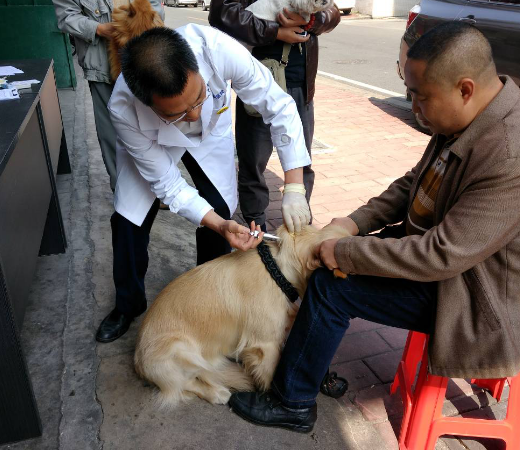 最新狗咬人视频事件，反思与探讨