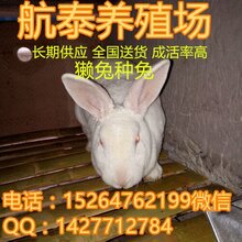 獭兔皮最新价格分析